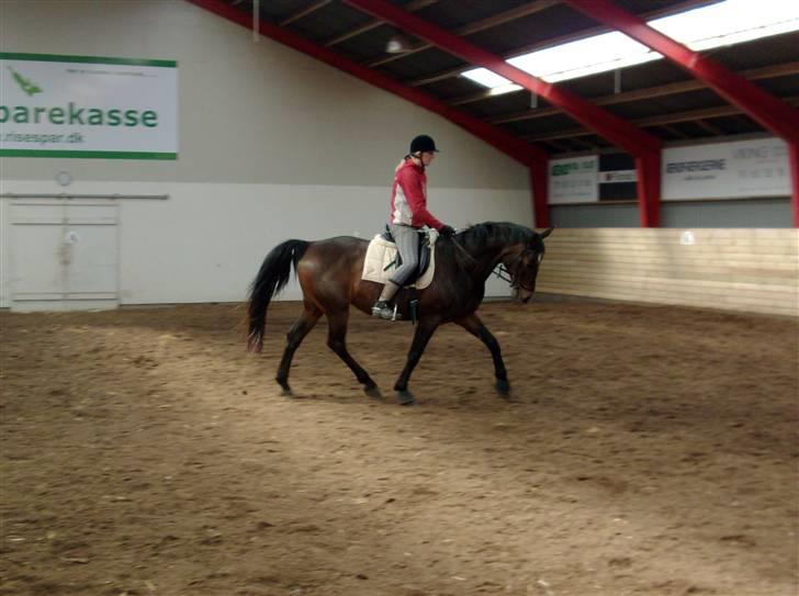 Oldenborg zita - Dressage ! Wolia :D billede 15