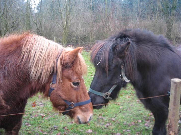 Islænder Sólfari fra Hjermind - Sólfari og Blökk            December 07 billede 3