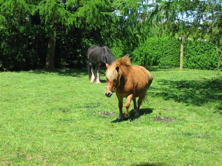 Shetlænder Chopper billede 8