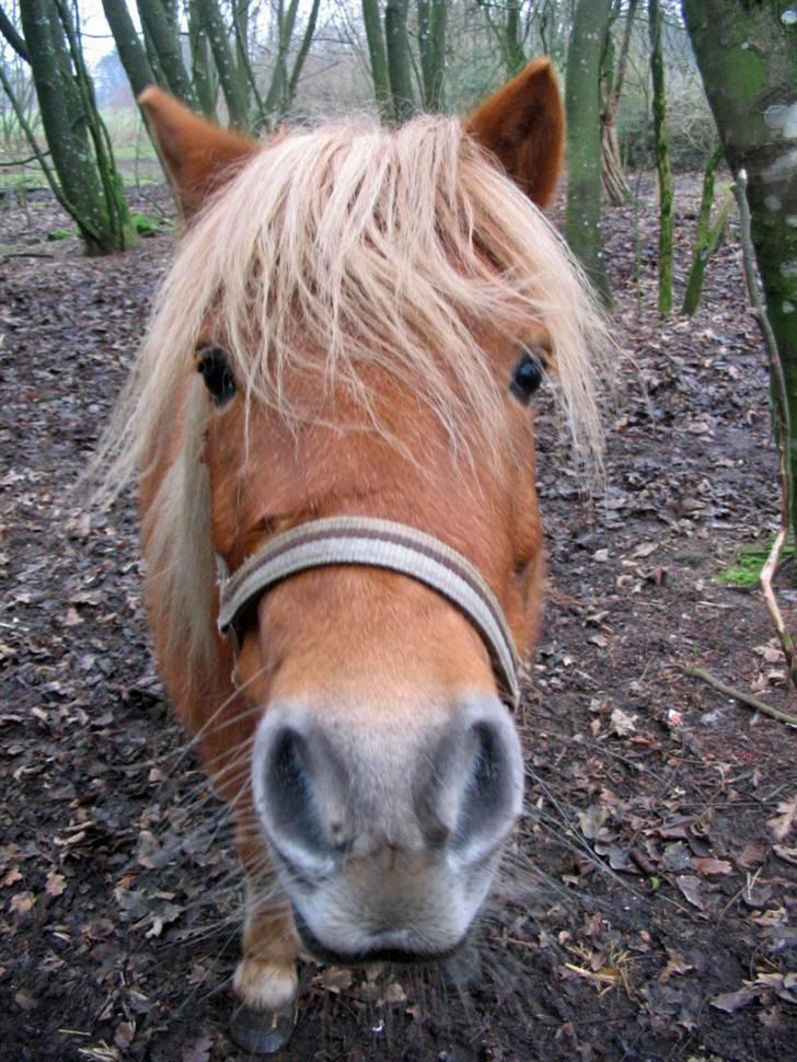 Shetlænder Chopper billede 9