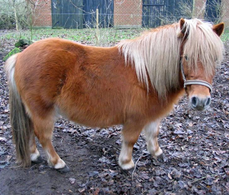 Shetlænder Chopper billede 10