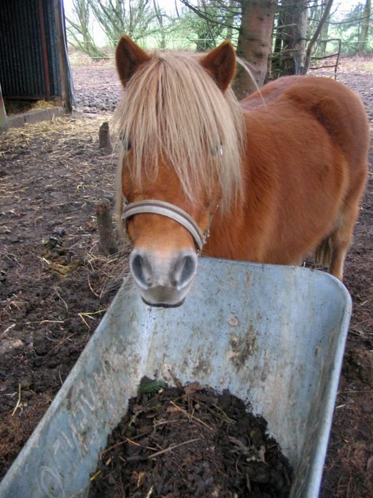Shetlænder Chopper billede 11