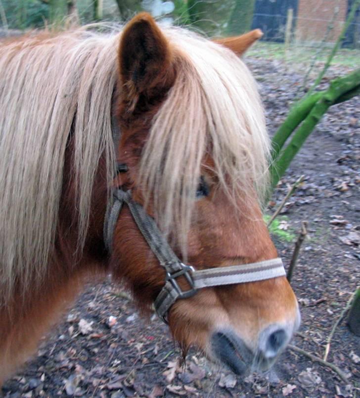 Shetlænder Chopper billede 12