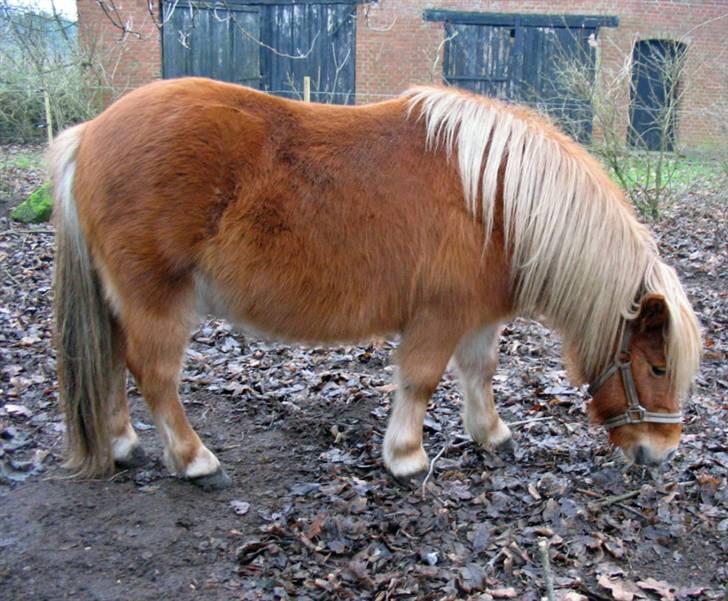 Shetlænder Chopper billede 13