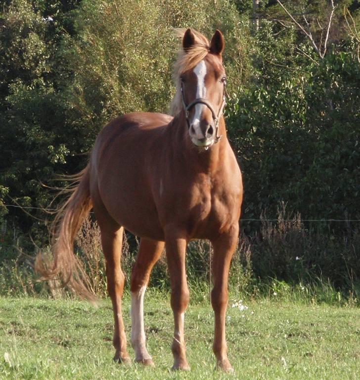 DSP Amie - Amie tjekker vandtruget  billede 7