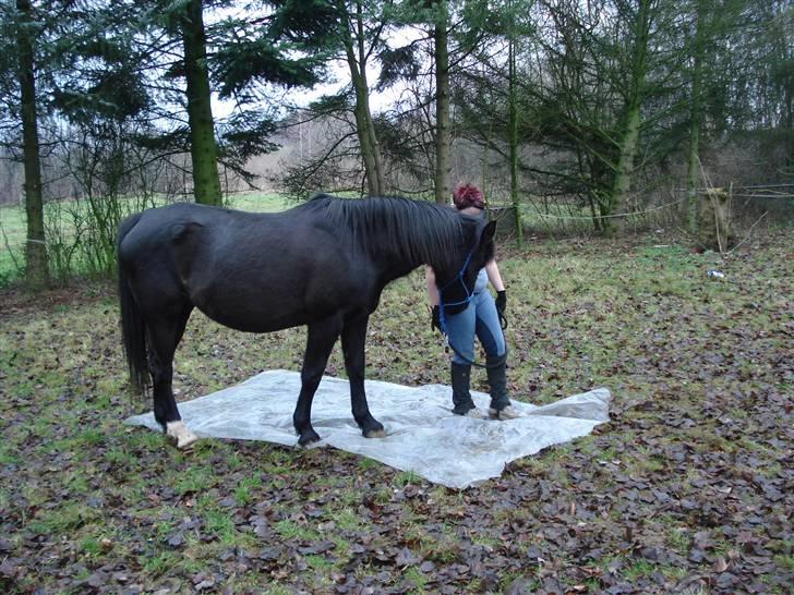 Oldenborg Beautie *Solgt* - på plastik billede 13