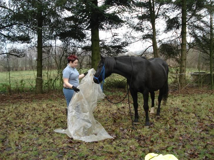 Oldenborg Beautie *Solgt* - plastik er lidt farligt.. billede 14