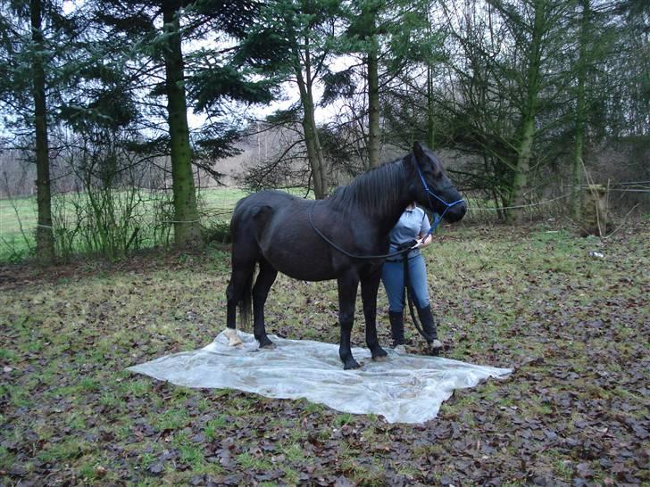 Oldenborg Beautie *Solgt* - helt inde på plastiken billede 19