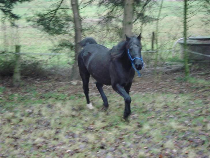 Oldenborg Beautie *Solgt* - løb billede 20