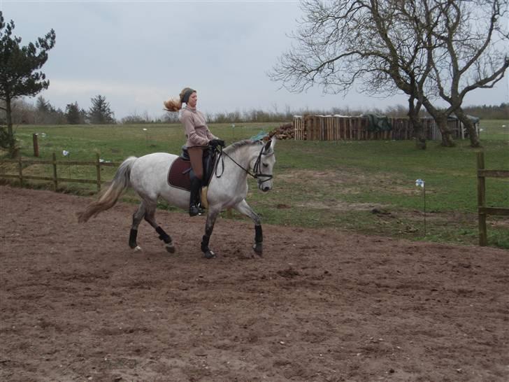 DSP Michel  billede 5