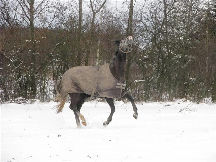 Anden særlig race Golden Macia (Kia) - Dec. 2009. Min lille hest får et flip i sneen. billede 14