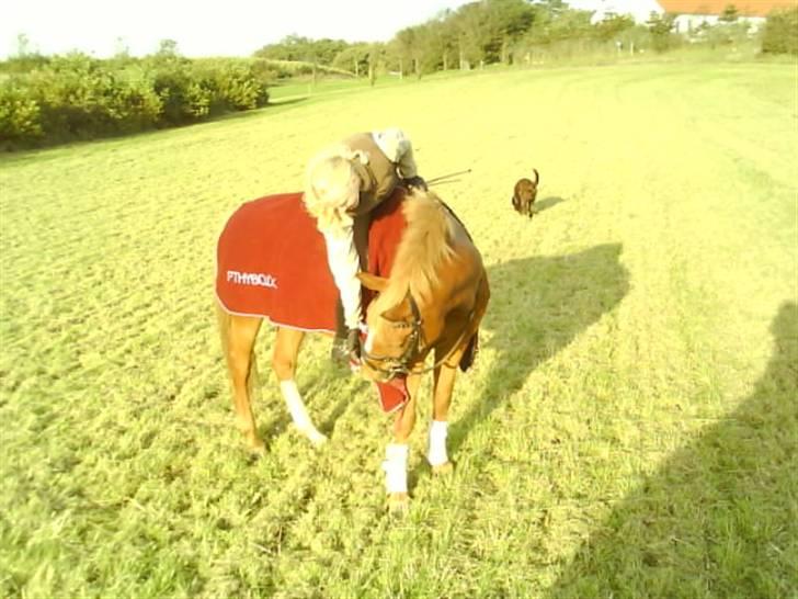 DSP Amie - efter træning billede 9