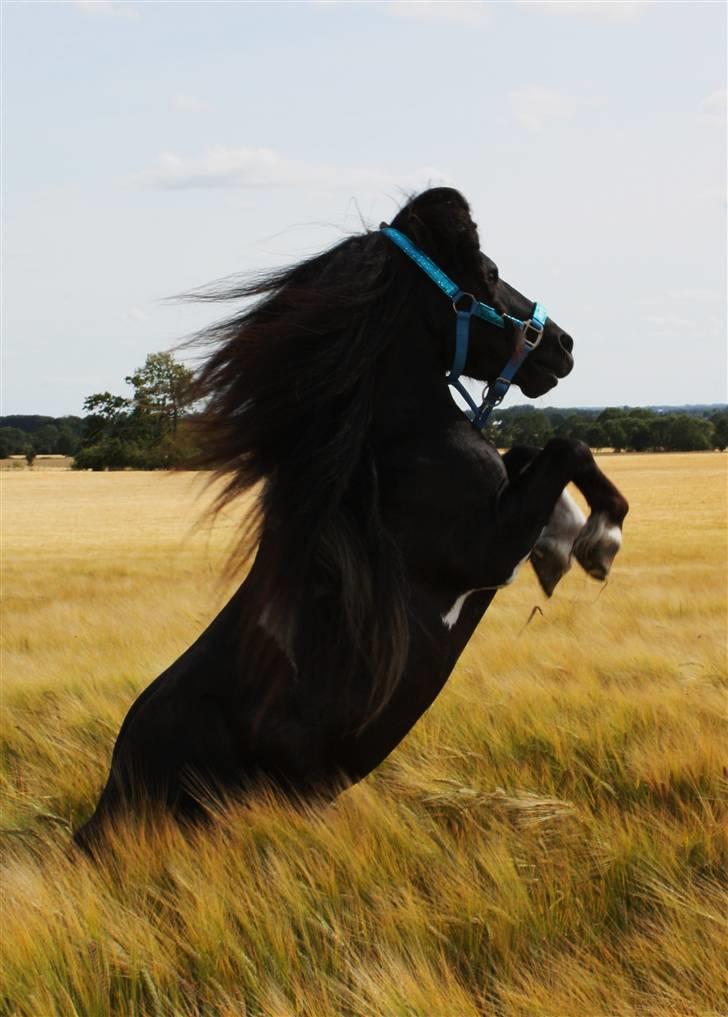 Shetlænder | Charmeur * Rynke * - 1 // Min drømme hest <3 Charme, selvtillid og lækkert hår billede 1