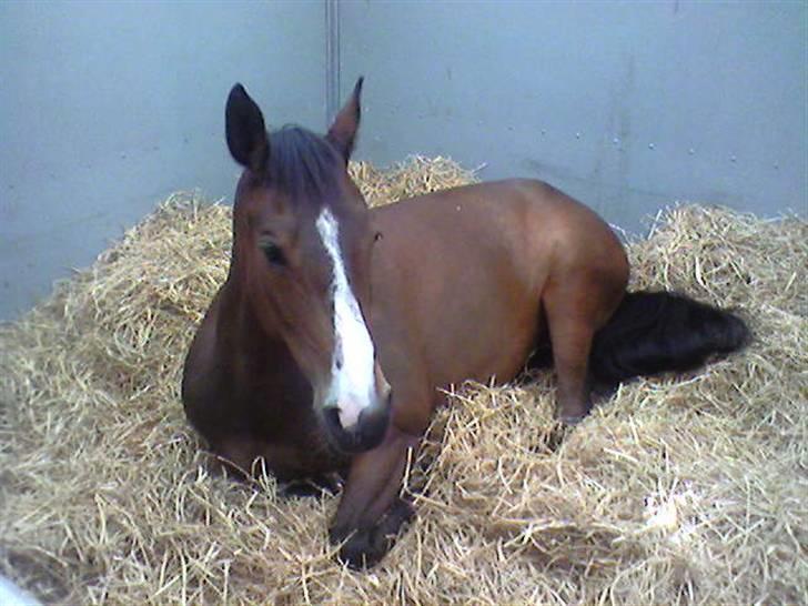 Tysk Sportspony Pamina - Det skønneste egern<3 - Mors 2008.
- Sødeste Pamina<3<3<3. billede 2