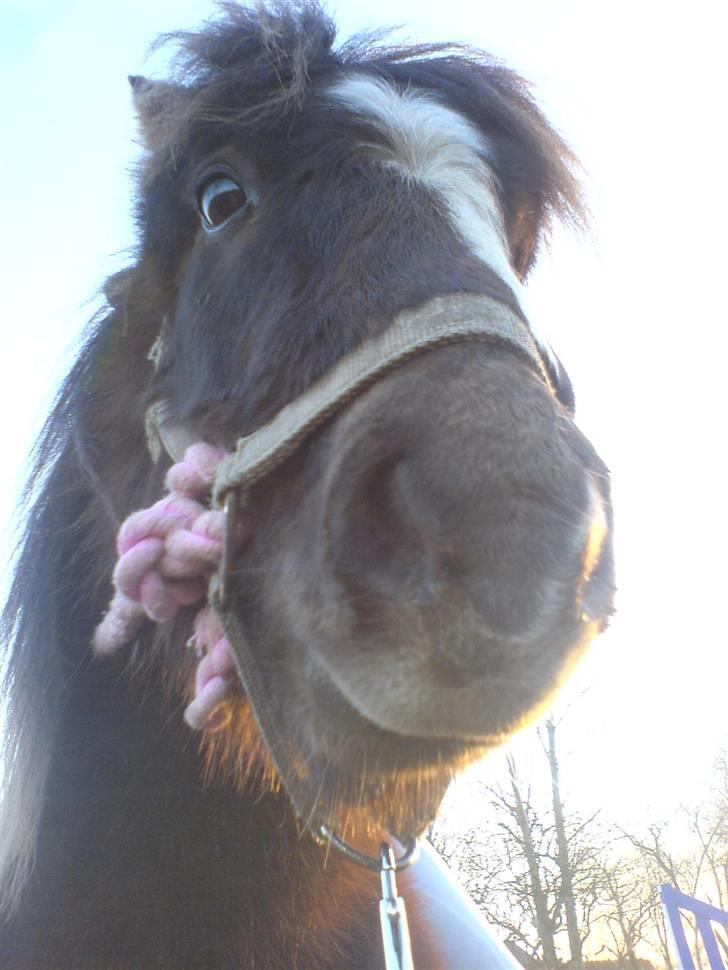 Anden særlig race Victor - Victor har lige sprunget i trækketov og grime (50 med Louise) billede 20
