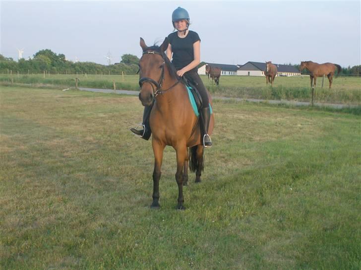 Dansk Varmblod  candy<3 rip /;    - 1 velkommen til candys profil (: <3 billede 1