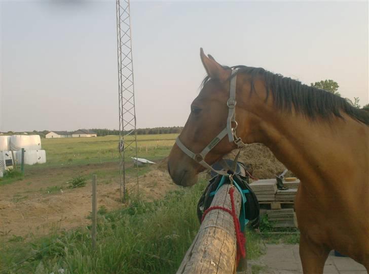 Dansk Varmblod  candy<3 rip /;    - 2  hvad er det er kommer der?(: billede 2