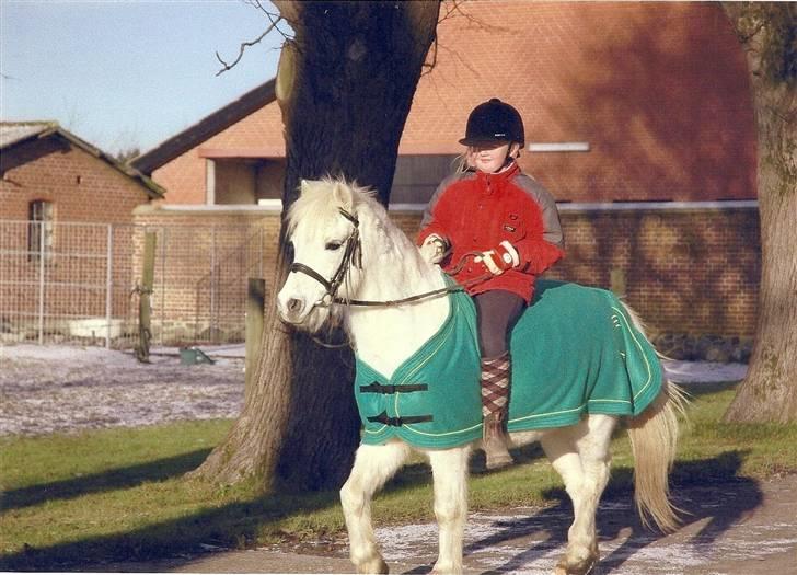 Welsh Mountain (sec A) Ræveskiftets Jock (Duke) - 6. Da jeg var lille ;D FOTOGRAF: min tante  billede 6