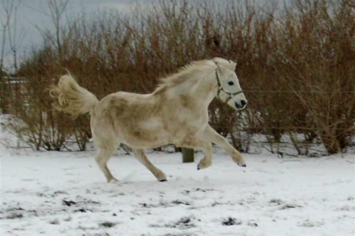 Welsh Mountain (sec A) Ræveskiftets Jock (Duke) - 7. WEEE sne xD 1 - Feb - 2009 FOTOGRAF: mig billede 7