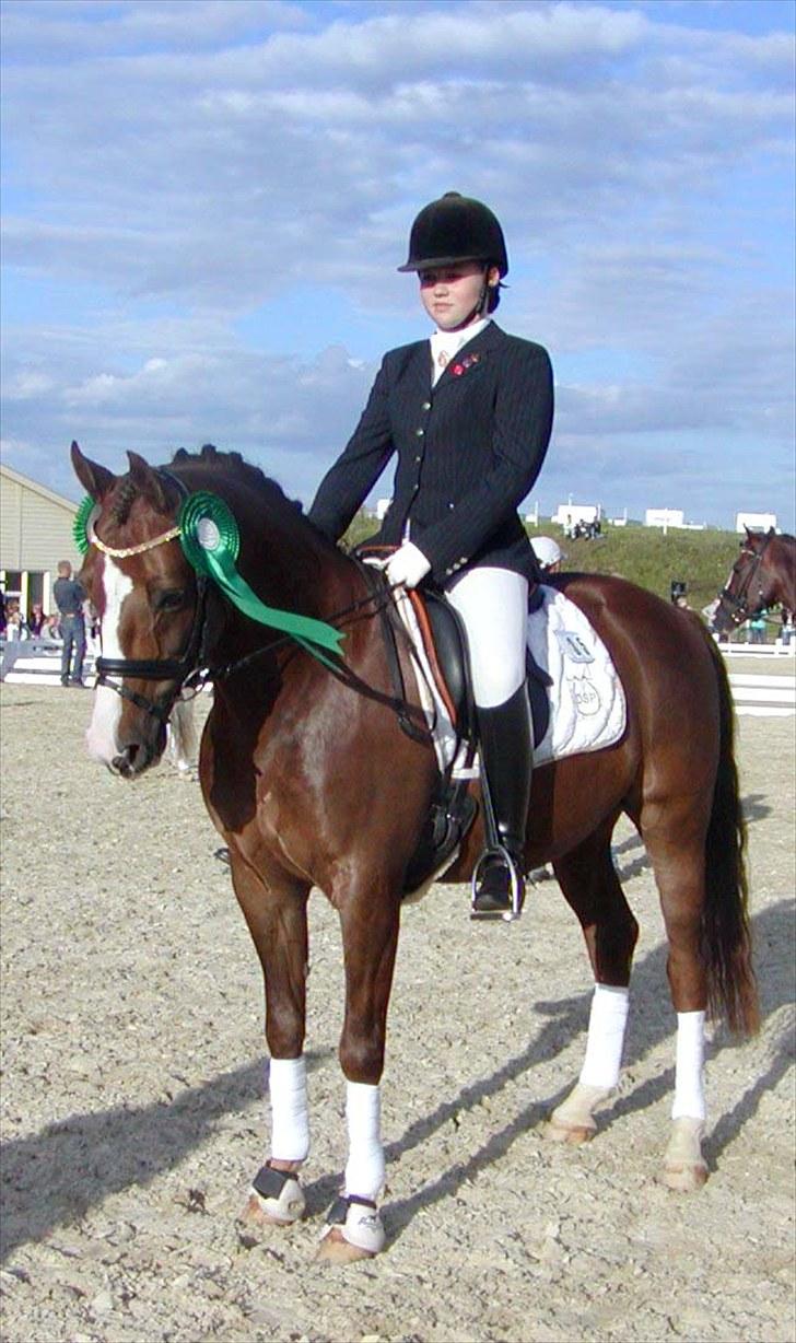 DSP Møgelholts Jambo SOLGT - Smukke Bumse til DM 2010 <3 billede 1