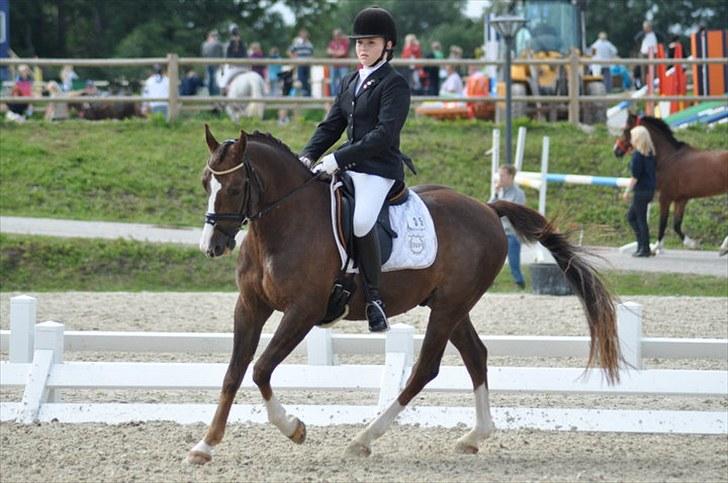 DSP Møgelholts Jambo SOLGT - smukke bamse til DM 2010 :) billede 2