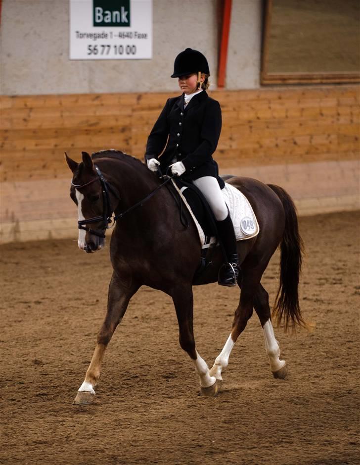 DSP Møgelholts Jambo SOLGT - er han ikke bare nuser:) billede 3