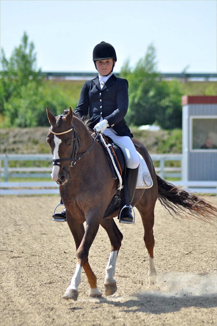 DSP Møgelholts Jambo SOLGT - Bamse i hjallerup, 2010. billede 4