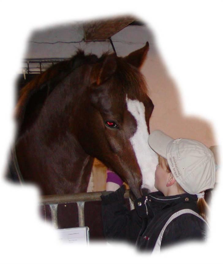 DSP Møgelholts Jambo SOLGT - jah er han ikke bare dejlig billede 5