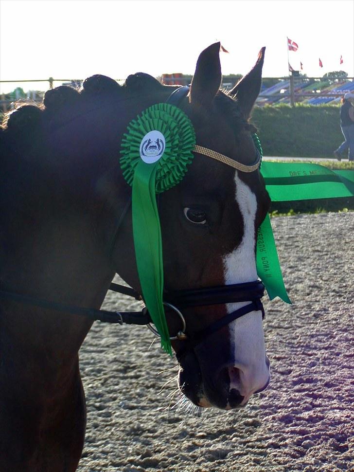 DSP Møgelholts Jambo SOLGT - Bamse og miig til DM, nr 9 i a-finalen  :) billede 6