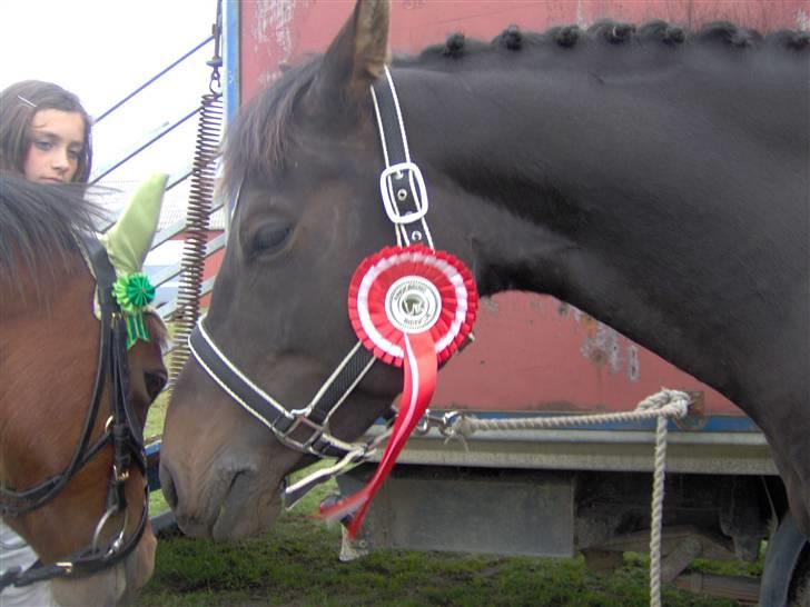 Anden særlig race chica - træt efter en vellykket dag i ringkøbing:D billede 2