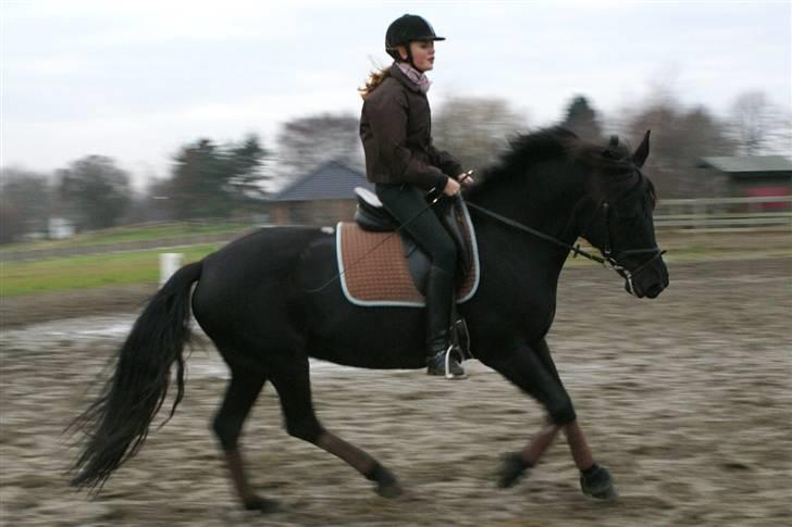 Anden særlig race Tøsen (solgt) - Galop, galop :D Foto: Julie B billede 5