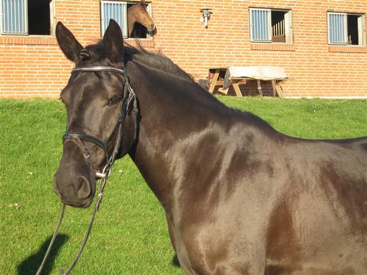 Anden særlig race Tøsen (solgt) - Min smukke tøs <3 Foto: Julie B billede 6