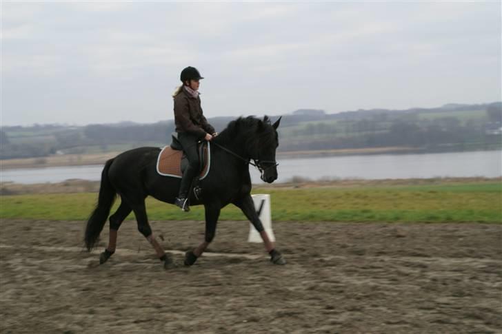 Anden særlig race Tøsen (solgt) - Ynglings billede´ <3 (; Foto: Julie B billede 8