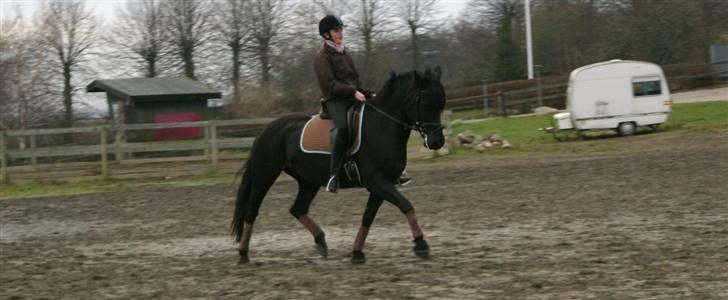 Anden særlig race Tøsen (solgt) - Fri trav :D Jeg elsker dig <3 ! Foto: Julie B billede 9