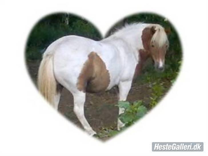 Anden særlig race Matros - Min lille pony. I et hjerte.. hihi billede 1