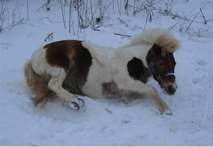 Anden særlig race Matros billede 3