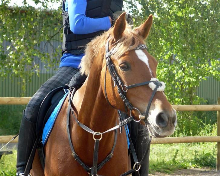 Anden særlig race Mr. Magic B-pony SOLGT - spring undervisning d. 11 juni billede 1