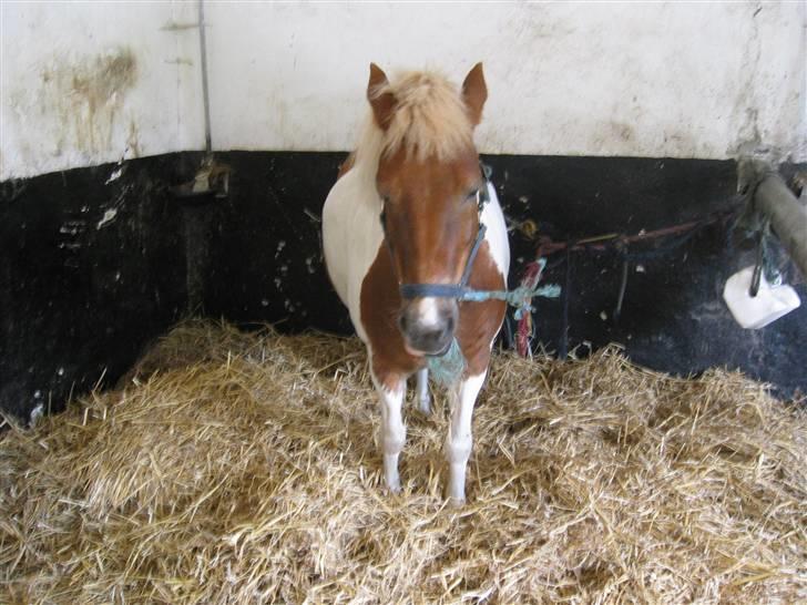 Anden særlig race Matros - Matros i sin sin "boks" for længe siden. ikk det bedste billede. men alligevel. :p billede 5