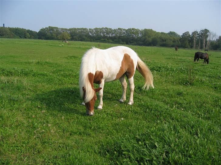 Anden særlig race Matros - Trosen på folden billede 6