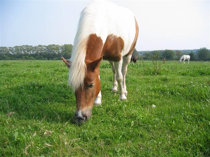 Anden særlig race Matros - Mere af min lille trolleman på folden. billede 7