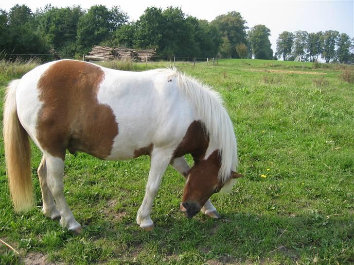 Anden særlig race Matros - den dejlige pony. han er så nuser <3 billede 8