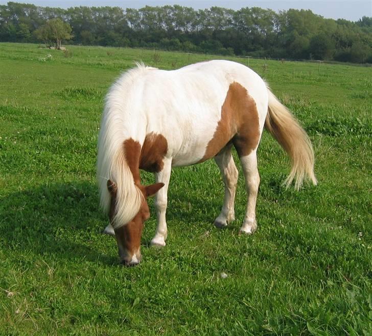 Anden særlig race Matros - love<3 love<3 love<3 love<3 love<3 billede 9