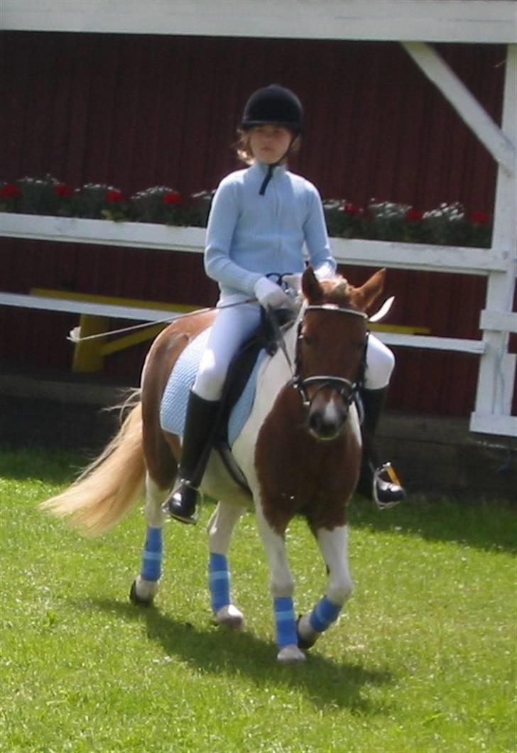 Anden særlig race Matros - os på dyrskuet... han var så dygtig billede 10