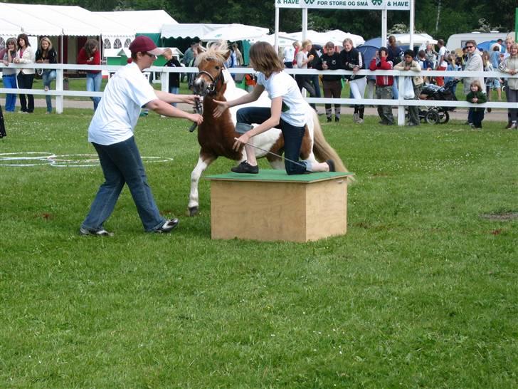 Anden særlig race Matros - os i dyrskuegame. vi gik dog ikk vidre.. men han er da søøøøøøøøøøøøøøøøøøøøøøød XD billede 14