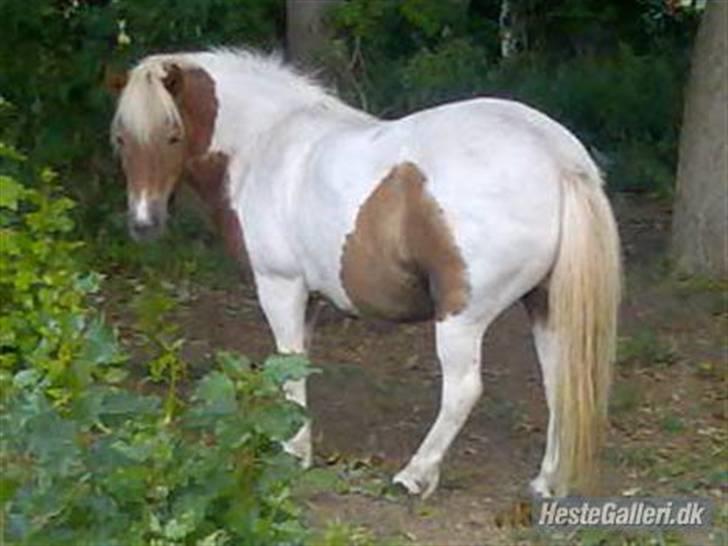 Anden særlig race Matros - Min fantastiske pony på folden..!!!!!!!!!!! han er såååååå skøøøøøøøn <3<3<3<3<3<3<3<3<3<3<3<3<3<3<3<3<3 billede 15