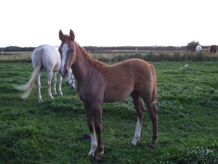 Anden særlig race Rafaell Af Egehøj R.I.P billede 18