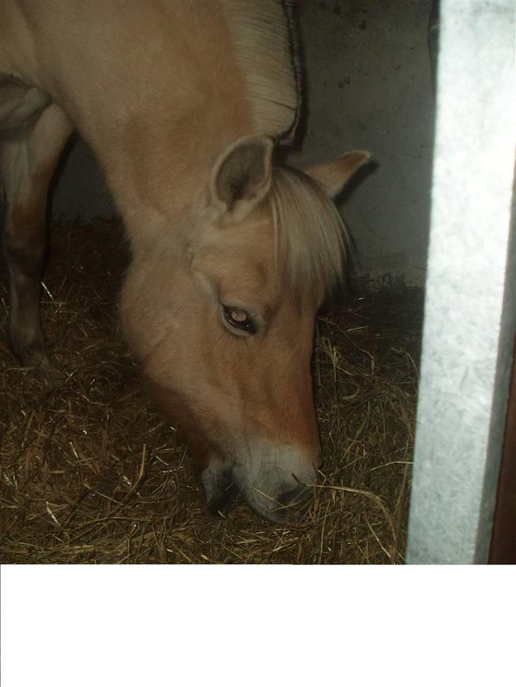 Fjordhest Liv  -   RIP :´( billede 2
