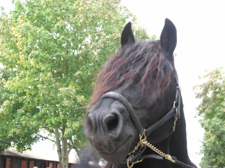 Frieser gart gejlbjerg - mange intryk st hestedag billede 11