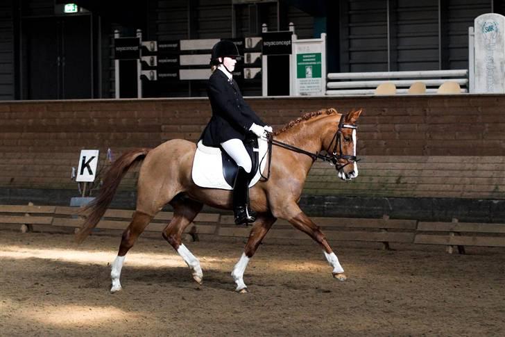 Hollandsk Sportspony Lunderup's  Magnum R.I.P. - mig og magnum til stævne. (Taget af:Lena Elsborg) billede 1