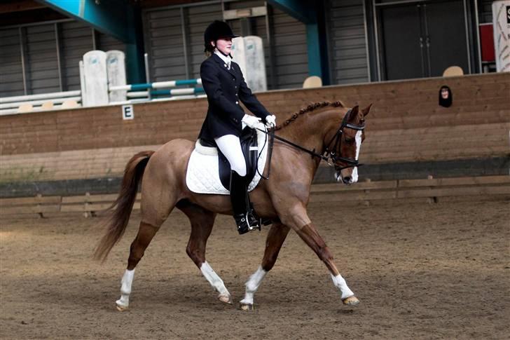 Hollandsk Sportspony Lunderup's  Magnum R.I.P. - Taget af Lena Elsborg billede 2